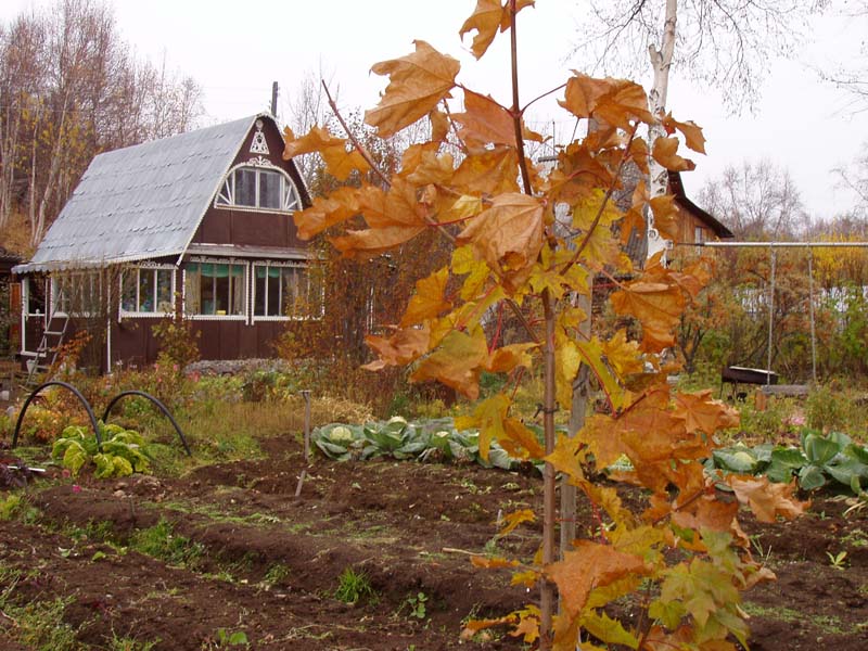 Календарь САДОВОДА-ОГОРОДНИКА на октябрь