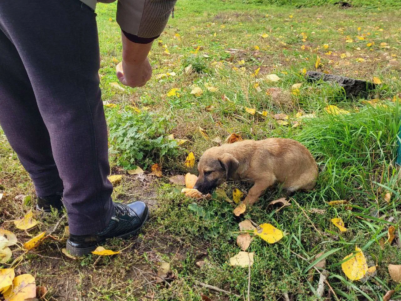 Спасли малыша. В Красноярском крае пожарные МЧС вытащили щенка из уличного туалета